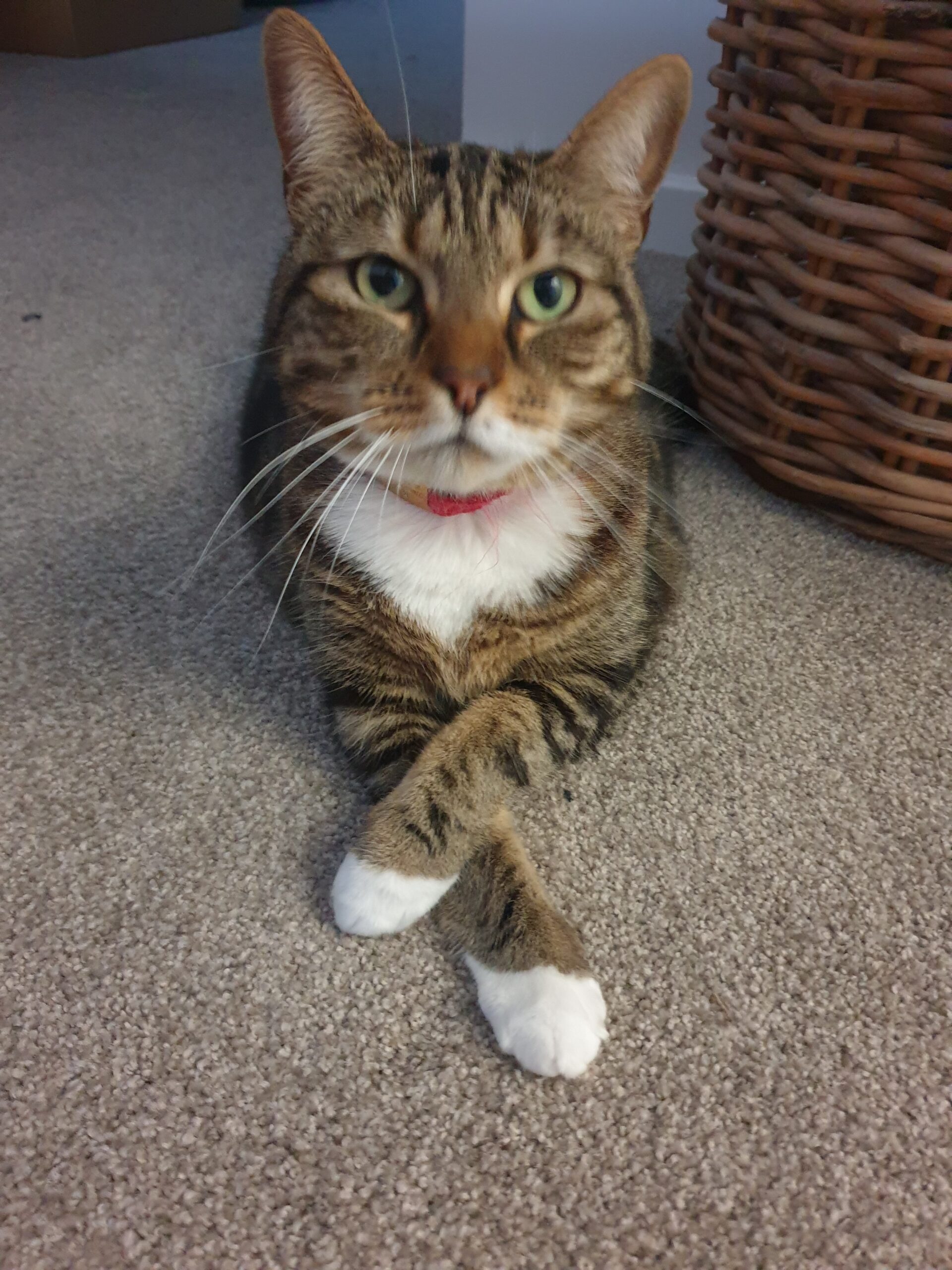 Timbertown Vet - Flea & Tick Control