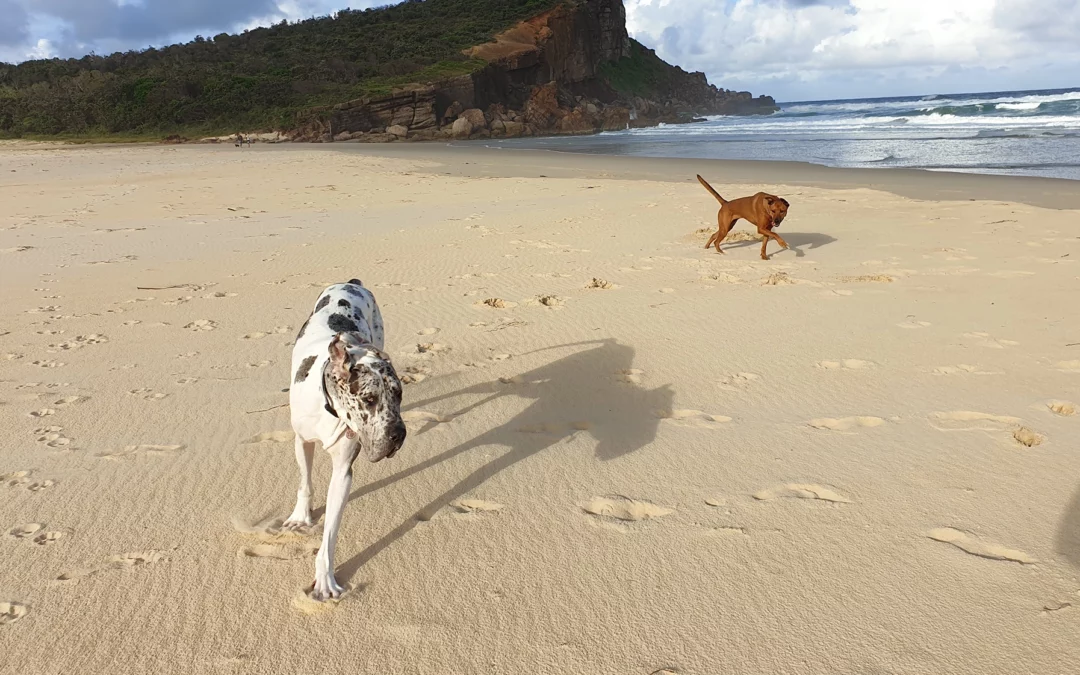 Heartworm Prevention